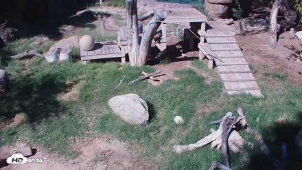 Reid Park Zoo Lions Live Webcam - Sep 19, 2026, 2:52pm MST