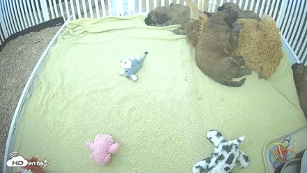 Briard Puppies Breeding Live Webcam - Apr 20, 2026, 11:39am MST