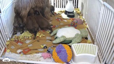 Briard Puppies Breeding Live Webcam - Apr 22, 2026, 6:50am MST