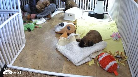 Briard Puppies Breeding Live Webcam - Apr 23, 2026, 5:09pm MST
