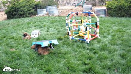 Briard Puppies Breeding Live Webcam - Apr 26, 2026, 10:53am MST