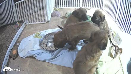 Briard Puppies Breeding Live Webcam - Apr 22, 2026, 11:18pm MST