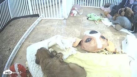 Briard Puppies Breeding Live Webcam - Apr 23, 2026, 5:10pm MST