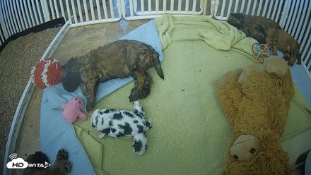 Briard Puppies Breeding Live Webcam - Apr 20, 2026, 2:06pm MST