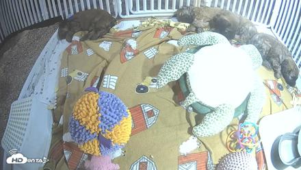 Briard Puppies Breeding Live Webcam - Apr 21, 2026, 9:51pm MST