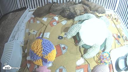 Briard Puppies Breeding Live Webcam - Apr 21, 2026, 9:32pm MST