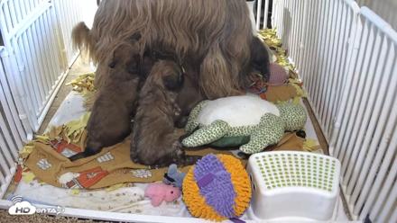 Briard Puppies Breeding Live Webcam - Apr 22, 2026, 6:50am MST
