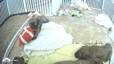 Briard Puppies Breeding Live Webcam - Apr 23, 2026, 3:23pm MST