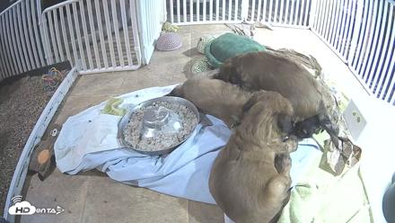 Briard Puppies Breeding Live Webcam - Apr 22, 2026, 11:18pm MST