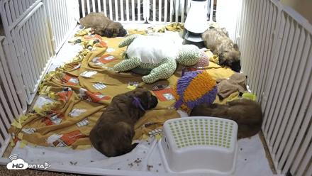 Briard Puppies Breeding Live Webcam - Apr 21, 2026, 7:44pm MST