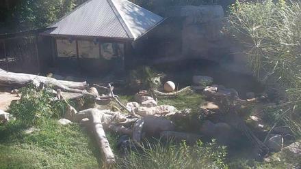 Reid Park Zoo Bears Live Webcam - Oct 29, 2025, 2:14pm MST