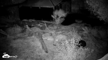 Reid Park Zoo Bears Live Webcam - Oct 11, 2026, 8:55pm MST