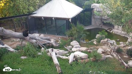 Reid Park Zoo Bears Live Webcam - Jul 27, 2026, 6:10am MST