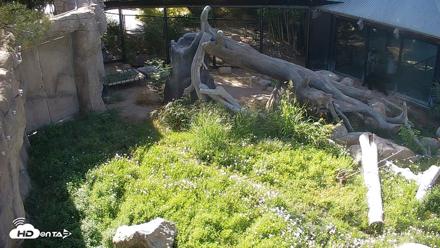 Reid Park Zoo Bears Live Webcam - Jun 8, 2026, 8:37am MST