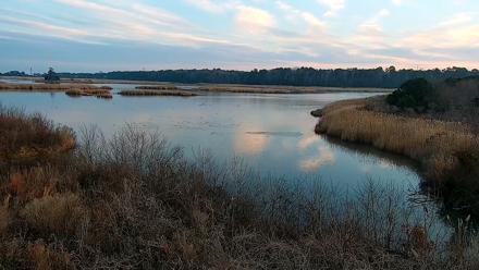 Hog Island Wildlife Management Area Live Cam - Feb 11, 2026, 5:33pm EST