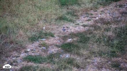 Hog Island Wildlife Management Area Live Cam - Sep 4, 2026, 6:49pm EDT