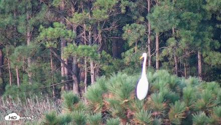 Hog Island Wildlife Management Area Live Cam - Aug 29, 2026, 6:30pm EDT