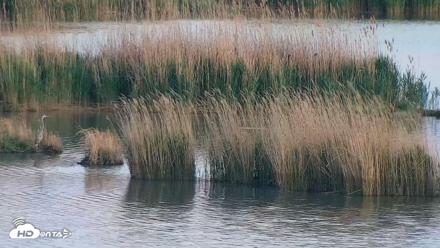 Hog Island Wildlife Management Area Live Cam - Apr 14, 2026, 7:40pm EDT