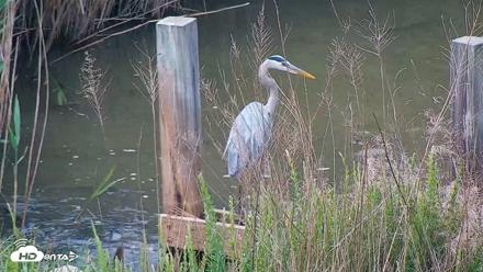 Hog Island Wildlife Management Area Live Cam - May 1, 2026, 1:18pm EDT