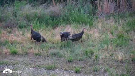 Hog Island Wildlife Management Area Live Cam - Jun 16, 2026, 6:10pm EDT