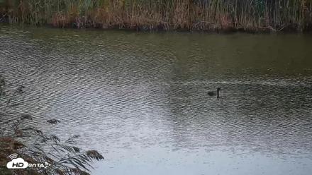 Hog Island Wildlife Management Area Live Cam - Oct 11, 2026, 12:53pm EDT