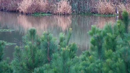 Hog Island Wildlife Management Area Live Cam - Oct 11, 2025, 9:42am EDT