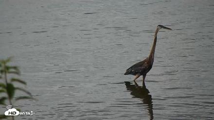 Hog Island Wildlife Management Area Live Cam - Jun 23, 2026, 1:20pm EDT
