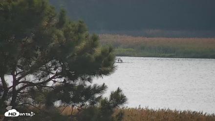 Hog Island Wildlife Management Area Live Cam - Aug 30, 2026, 5:35pm EDT