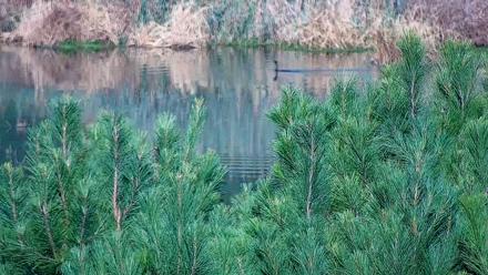 Hog Island Wildlife Management Area Live Cam - Oct 21, 2025, 9:30am EDT