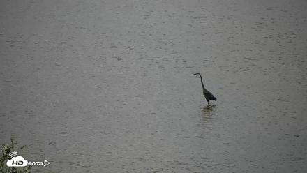 Hog Island Wildlife Management Area Live Cam - Jun 23, 2026, 12:29pm EDT