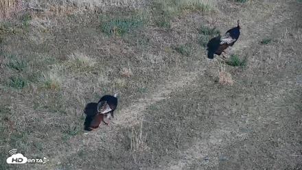 Hog Island Wildlife Management Area Live Cam - Apr 17, 2026, 5:19pm EDT