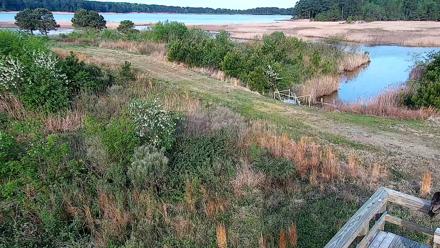 Hog Island Wildlife Management Area Live Cam - Apr 7, 2026, 8:31am EDT