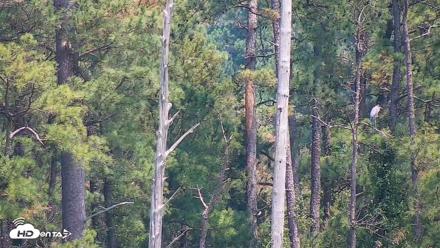 Hog Island Wildlife Management Area Live Cam - Jul 10, 2026, 2:07pm EDT
