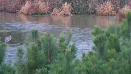 Hog Island Wildlife Management Area Live Cam - Oct 19, 2025, 6:21pm EDT