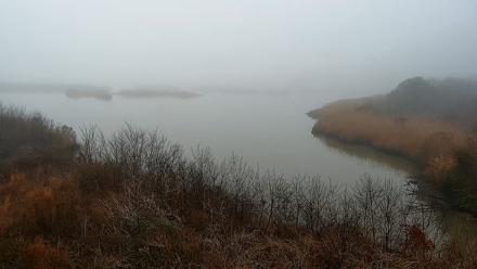 Hog Island Wildlife Management Area Live Cam - Mar 7, 2026, 8:55am EST
