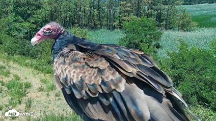 Hog Island Wildlife Management Area Live Cam - Jun 15, 2026, 1:10pm EDT
