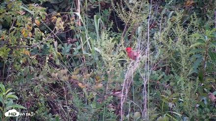 Hog Island Wildlife Management Area Live Cam - Sep 4, 2026, 6:50pm EDT