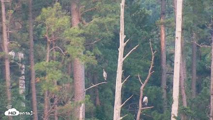 Hog Island Wildlife Management Area Live Cam - Jul 8, 2026, 7:31pm EDT