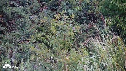 Hog Island Wildlife Management Area Live Cam - Sep 4, 2026, 6:36pm EDT