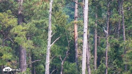 Hog Island Wildlife Management Area Live Cam - Jul 10, 2026, 3:00pm EDT