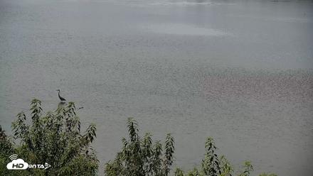 Hog Island Wildlife Management Area Live Cam - Jun 11, 2026, 11:48am EDT