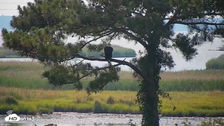 Hog Island Wildlife Management Area Live Cam - Jun 22, 2026, 10:43am EDT