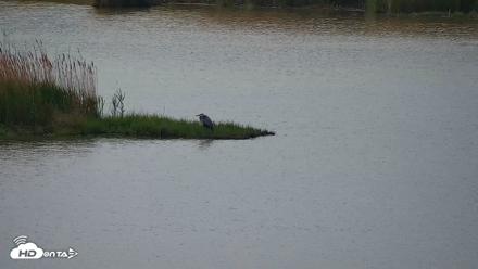 Hog Island Wildlife Management Area Live Cam - Apr 14, 2026, 10:02am EDT