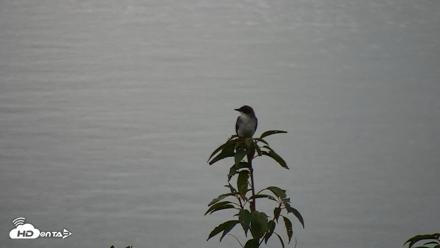 Hog Island Wildlife Management Area Live Cam - Sep 13, 2026, 11:56am EDT