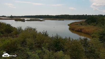Hog Island Wildlife Management Area Live Cam - Sep 5, 2026, 12:11pm EDT