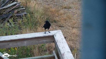 Hog Island Wildlife Management Area Live Cam - Oct 11, 2026, 12:54pm EDT