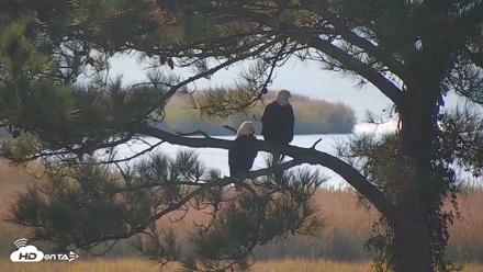 Hog Island Wildlife Management Area Live Cam - Sep 5, 2026, 9:11am EDT