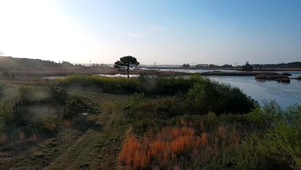 Hog Island Wildlife Management Area Live Cam - Apr 2, 2026, 7:52am EDT