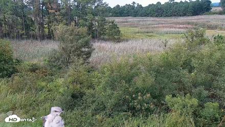 Hog Island Wildlife Management Area Live Cam - Aug 28, 2026, 4:21pm EDT