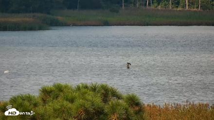Hog Island Wildlife Management Area Live Cam - Aug 28, 2026, 11:03am EDT